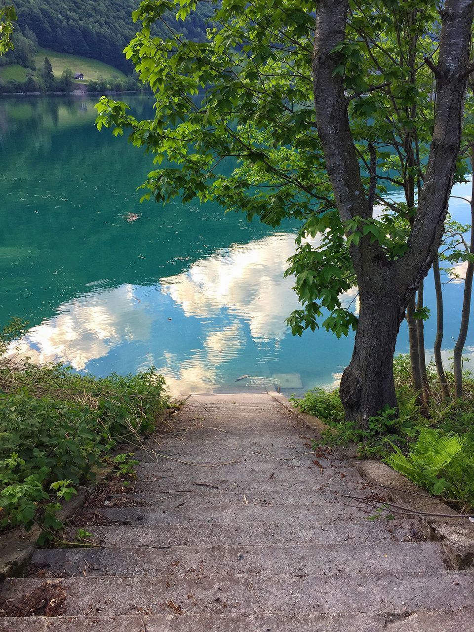 FOOTPATH AMIDST TREES AND LAKE