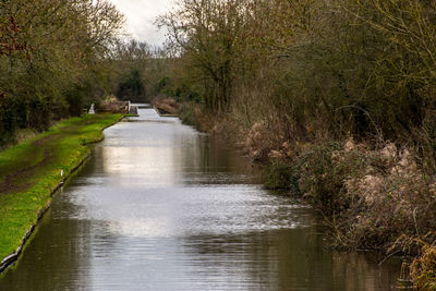 River flowing amidst trees in forest