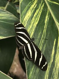 Close-up of butterfly on leaf