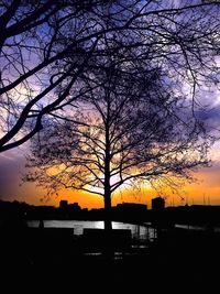 Silhouette of bare tree at sunset