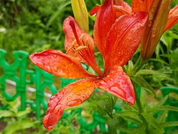 Close-up of wet red lily on plant