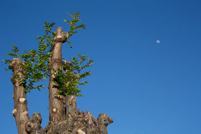 Low angle view of tree against clear blue sky