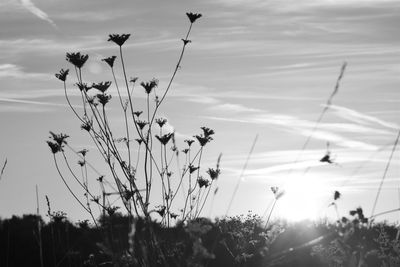 Close-up of flowering plants on field against sky