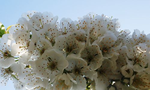 Close-up of white flowering plants against sky