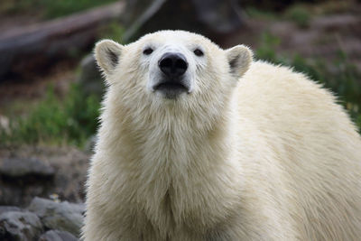 Close-up portrait of polar bear