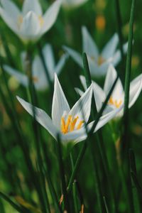 Close-up of white crocus flower