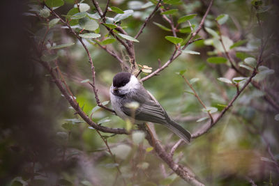 Bird perching on a tree