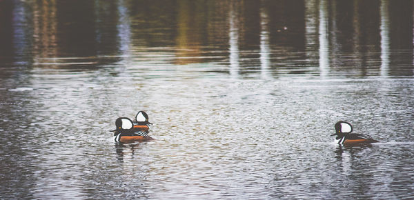 Close-up of bird in lake