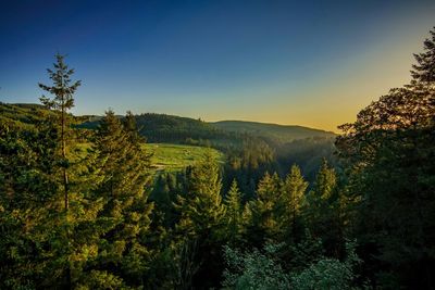 Scenic view of forest against clear sky