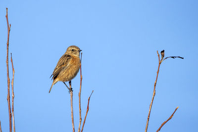 A low angle view of a european stonechat perched high in a tree