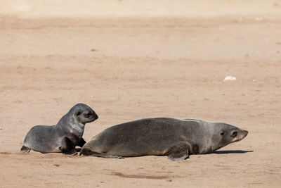 View of an animal on beach