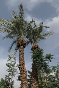 Low angle view of coconut palm tree against sky