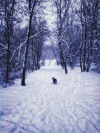 Dog on snow covered trees against sky