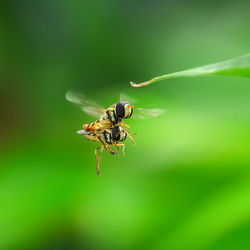 Close-up of insect on leaf