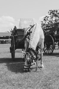 Horse cart on field