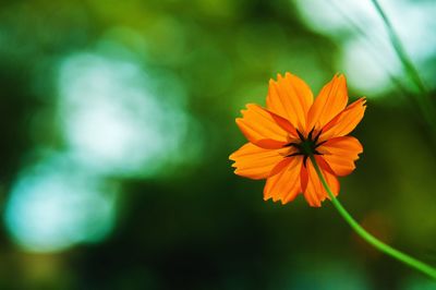 Close-up of cosmos flower blooming outdoors