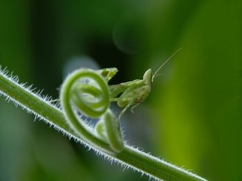 Close-up of insect on leaf