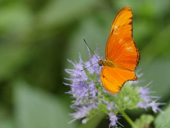 Close-up of butterfly pollinating on flower