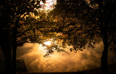 Trees by lake against sky during sunset