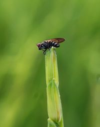 Close-up of insect on plant