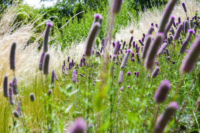 Close-up of purple flowering plants on field