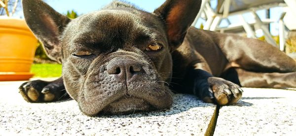 Close-up portrait of a dog