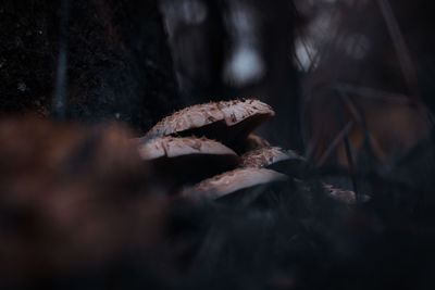 Close-up of mushrooms growing on tree trunk in forest