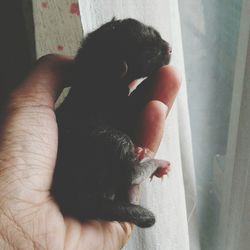 Cropped image of man holding cat