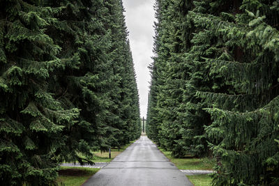 Road amidst trees in forest