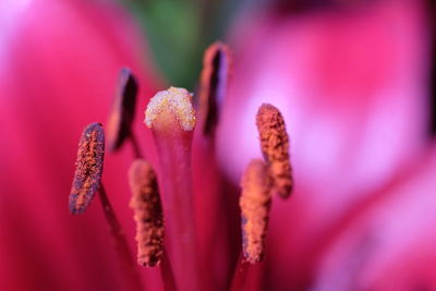 Close-up of pink flower