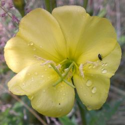 Close-up of yellow flower