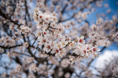 Close-up of cherry blossom tree