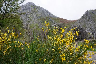 Yellow flowers growing in field