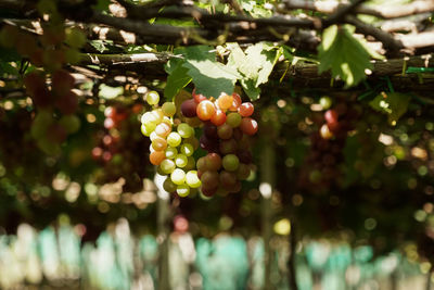 Close-up of fruits growing on tree