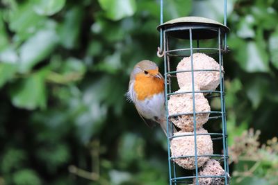 Close-up of bird perching on feeder