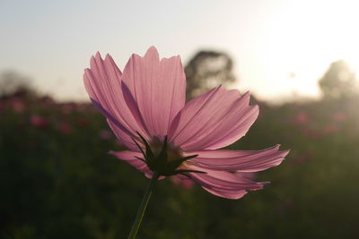 Close-up of pink cosmos flower against sky