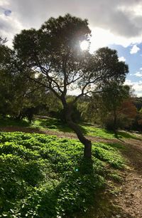 Trees on field against sky
