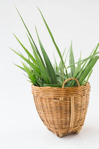 Close-up of potted plant against white background