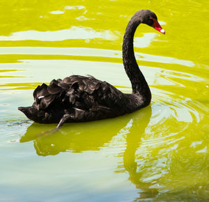 Swan swimming in lake