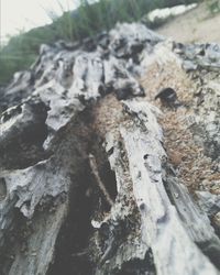 Close-up of tree trunk