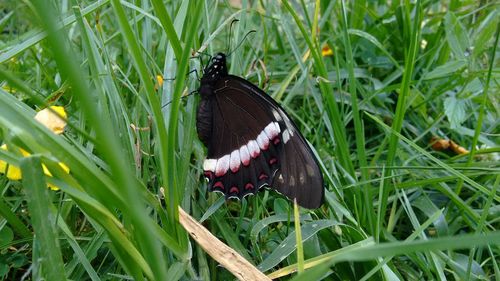 Butterfly on flower