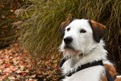 Close-up of dog sitting on grass