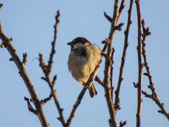 Low angle view of bird perching on branch against sky