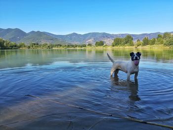 Dog standing in a lake