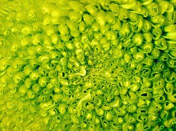 Full frame shot of green leaves