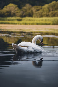 Swan floating on lake