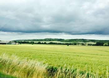 Scenic view of agricultural field against sky