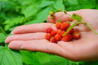 Close-up of hand holding strawberries