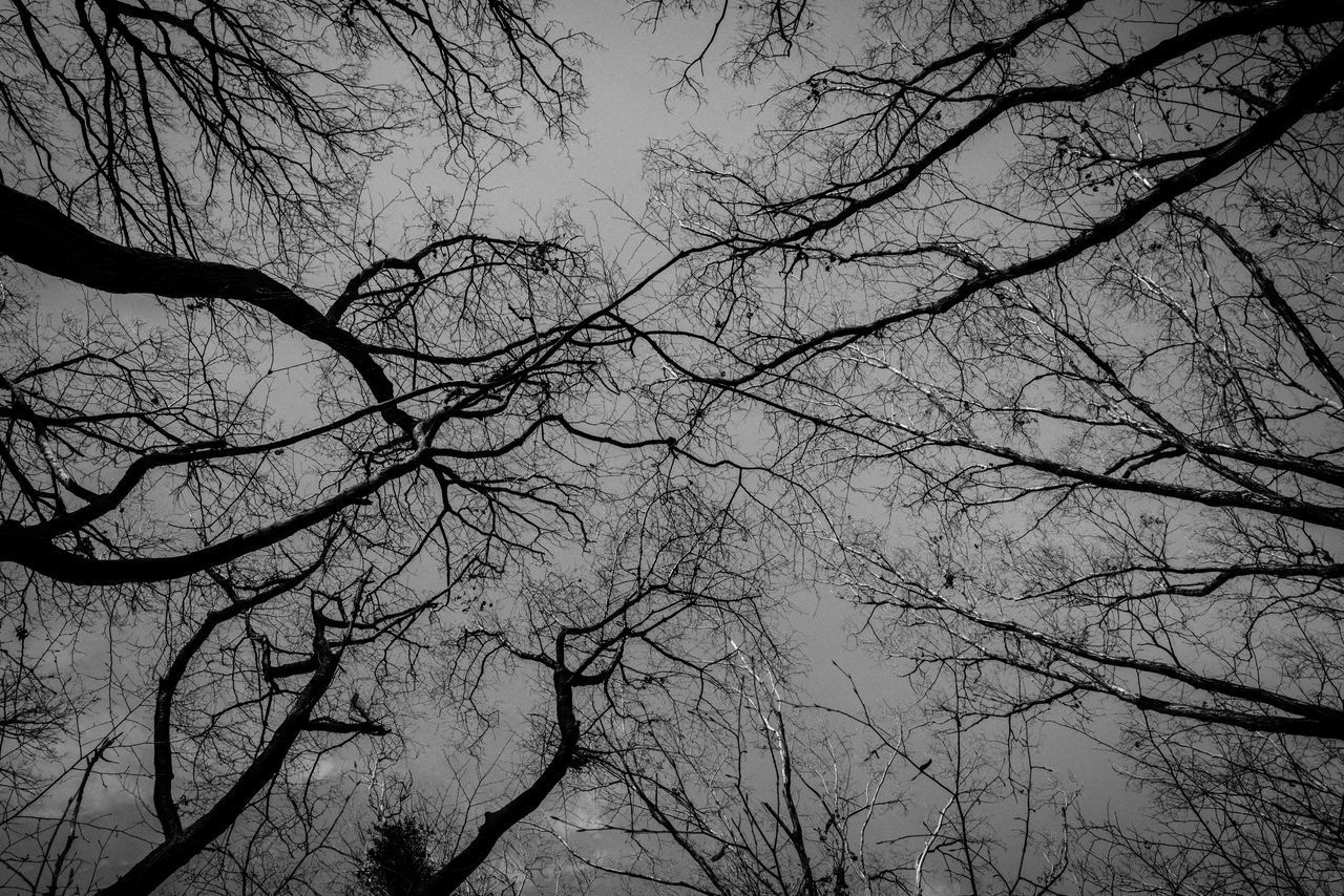 LOW ANGLE VIEW OF BARE TREES AGAINST SKY