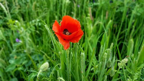 Close-up of orange poppy blooming in field